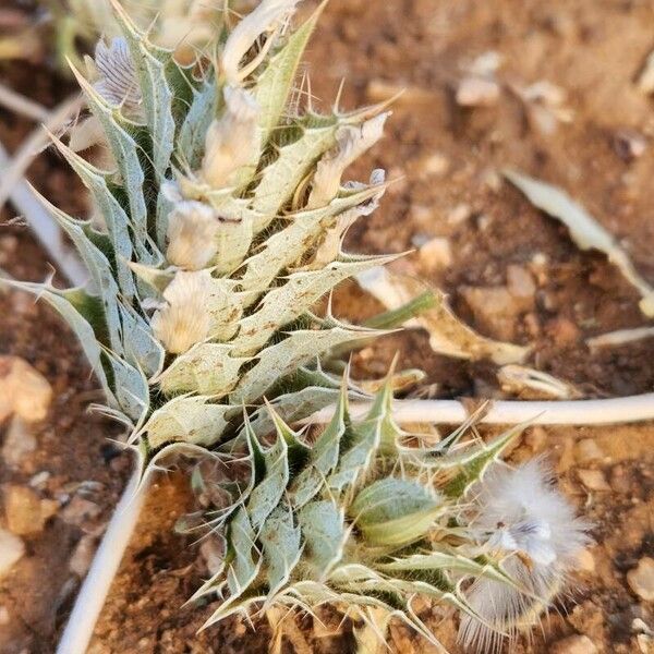 Blepharis linariifolia Fruct