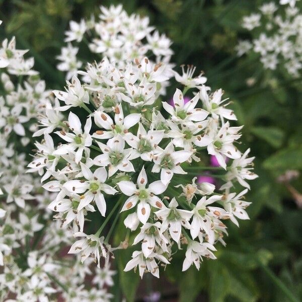 Allium tuberosum ফুল