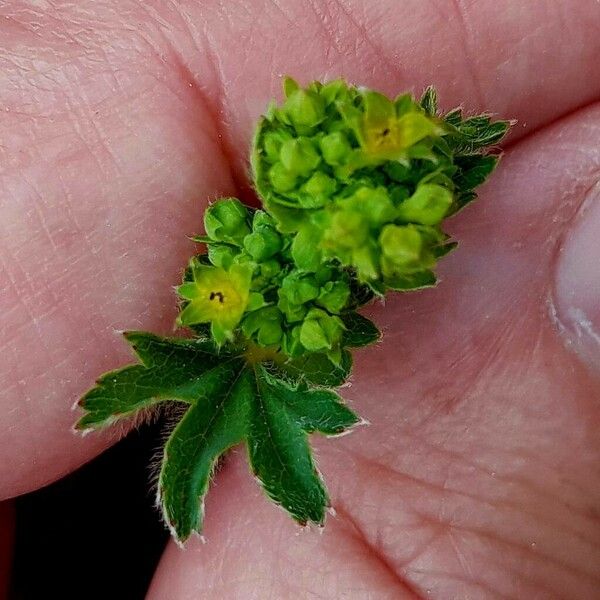 Alchemilla monticola Floare