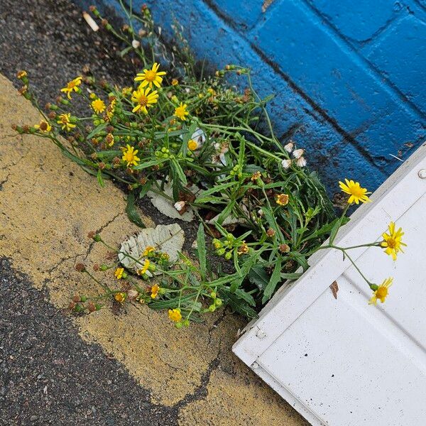 Senecio inaequidens Habitat