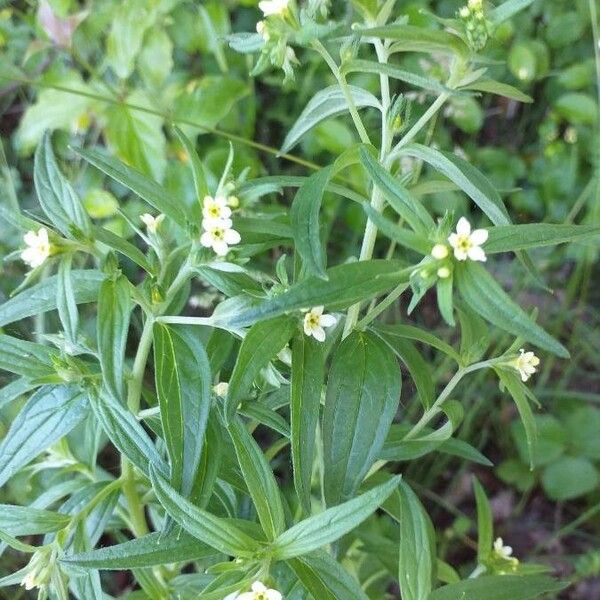 Lithospermum officinale Květ