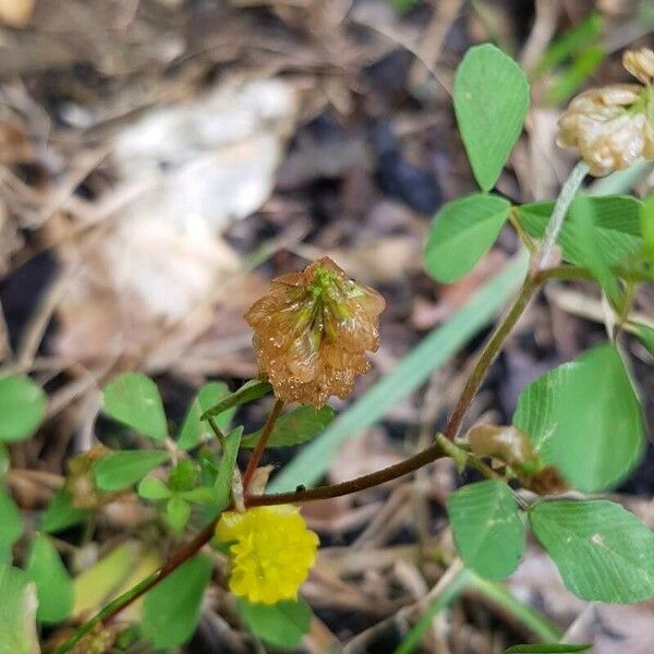 Trifolium campestre अन्य