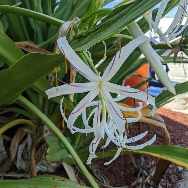 Crinum asiaticum Flor