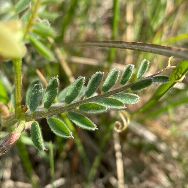 Vicia hybrida 叶