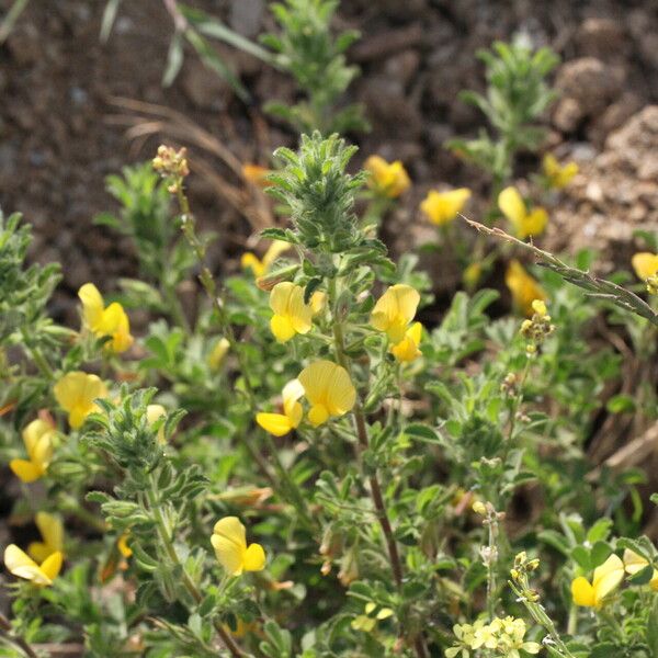 Ononis ramosissima Flower