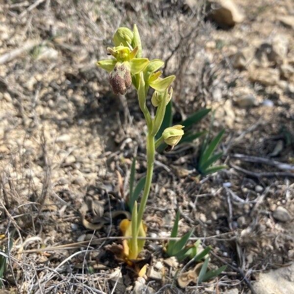 Ophrys fusca Habit