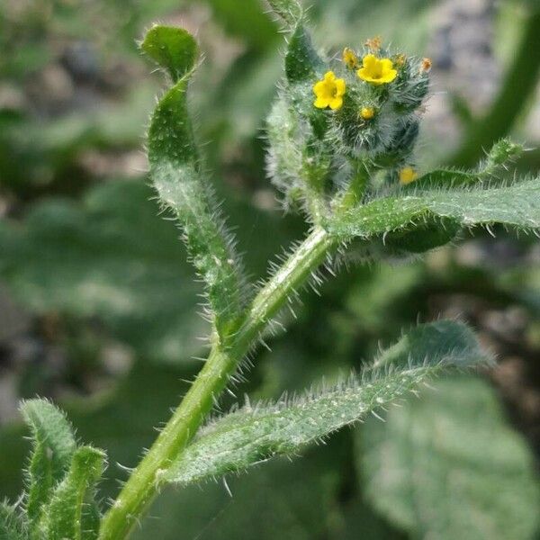 Amsinckia menziesii Frunză