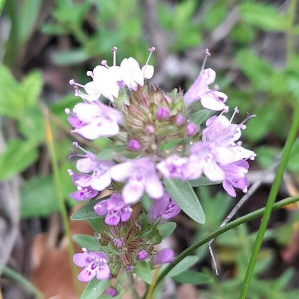 Thymus pulegioides Kvet