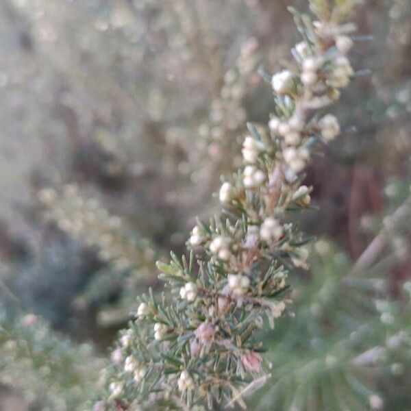 Erica arborea Fulla