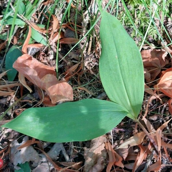 Convallaria majalis برگ