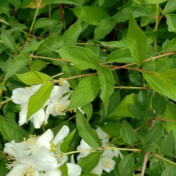 Philadelphus lewisii Fuelha