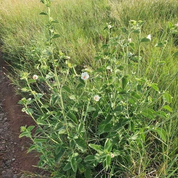 Hibiscus flavifolius Habitat