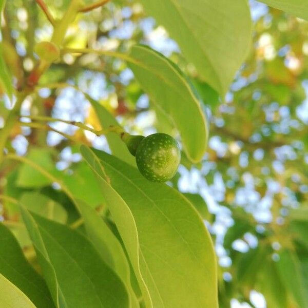 Cinnamomum camphora Vili