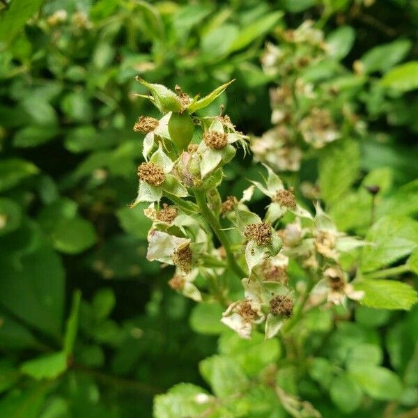 Rosa multiflora 果實