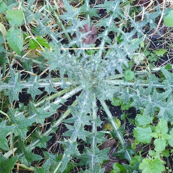 Cirsium vulgare Leaf