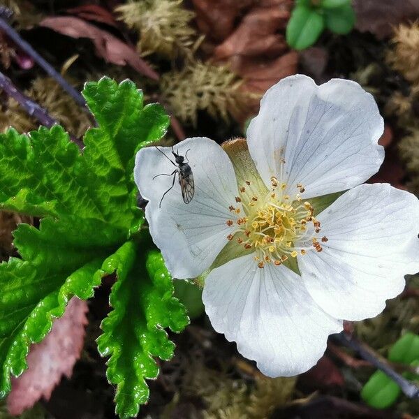 Rubus chamaemorus Fiore