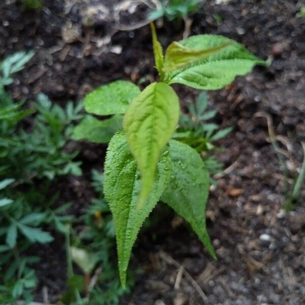 Prunus japonica Feuille