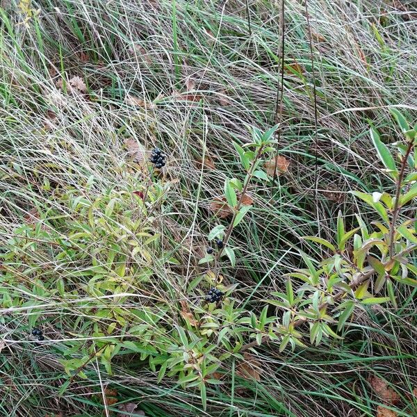 Ligustrum vulgare Habitus