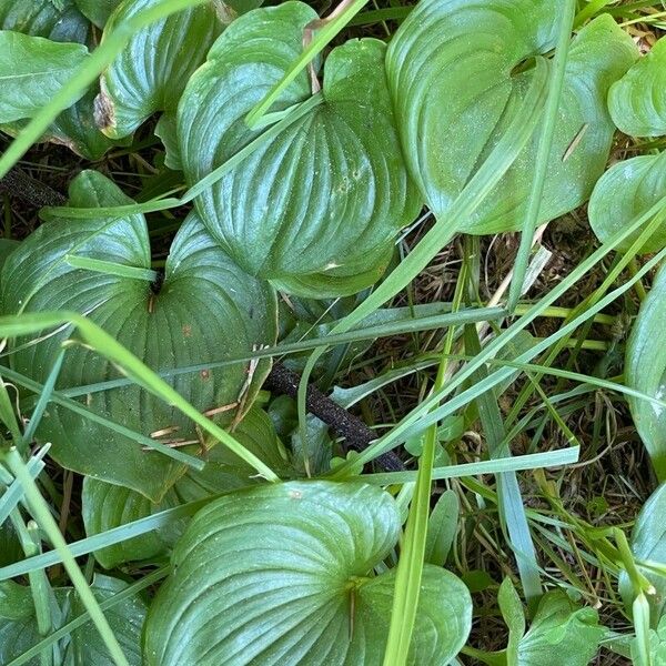 Maianthemum dilatatum Folio