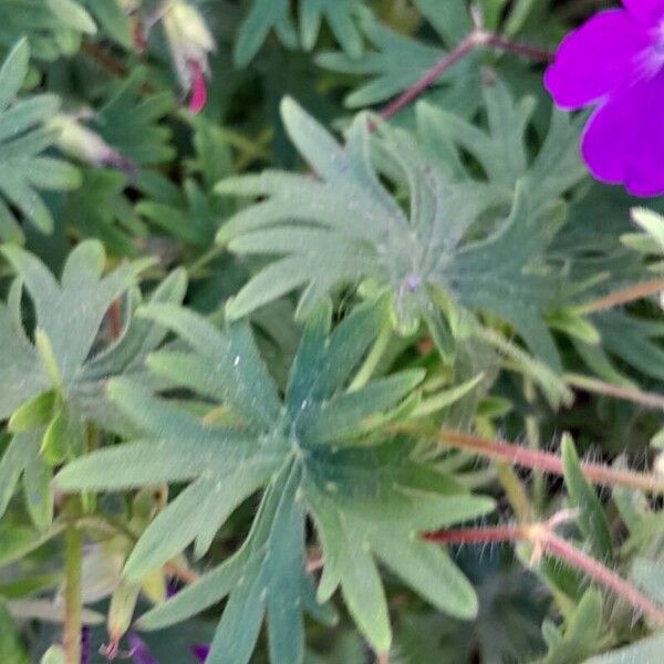 Geranium sanguineum Leaf