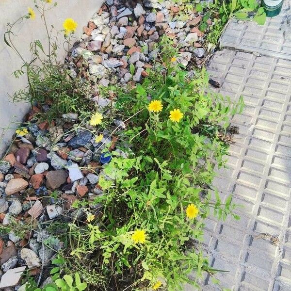 Sonchus tenerrimus Bloem