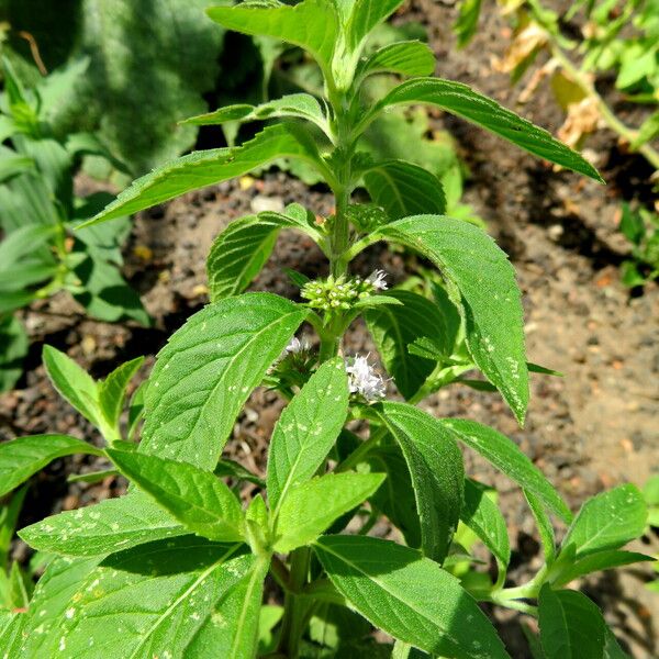 Mentha canadensis Feuille