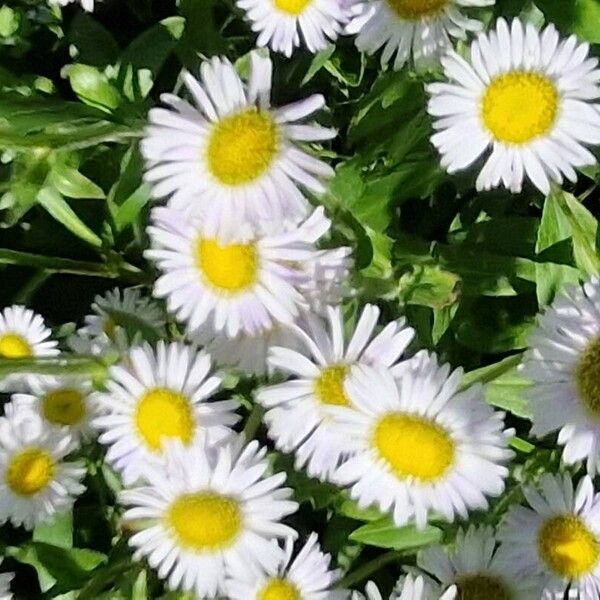 Erigeron speciosus Flower