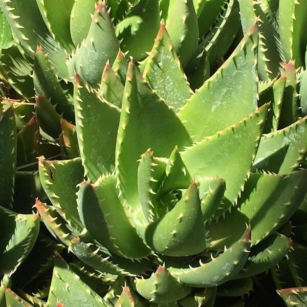 Aloe brevifolia Foglia