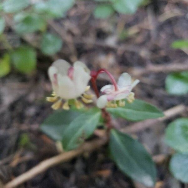 Chimaphila umbellata 花