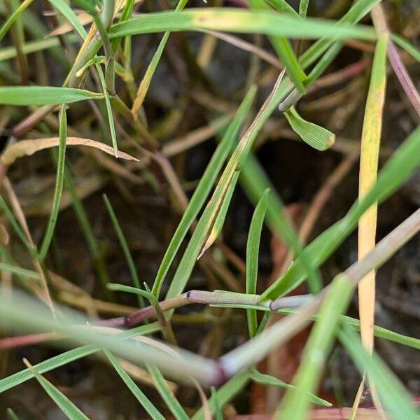 Alopecurus geniculatus Folha