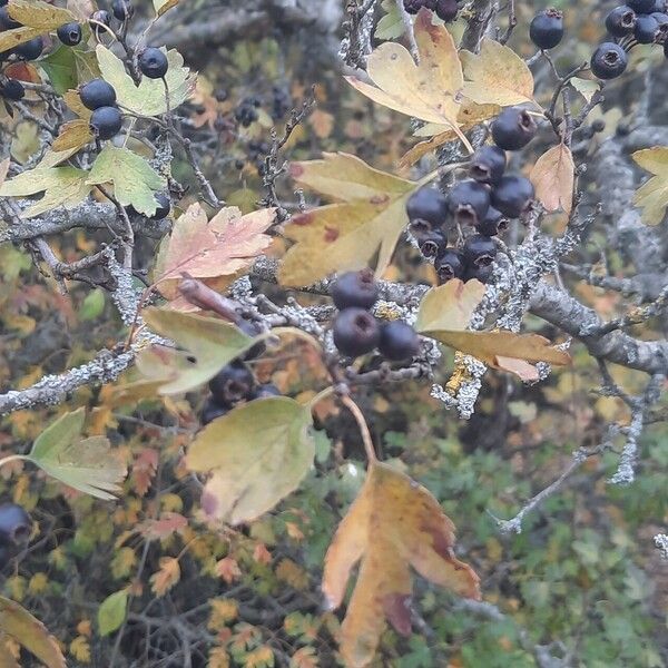 Crataegus pentagyna Altro