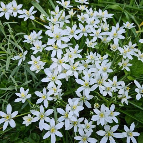 Ornithogalum divergens Kvet