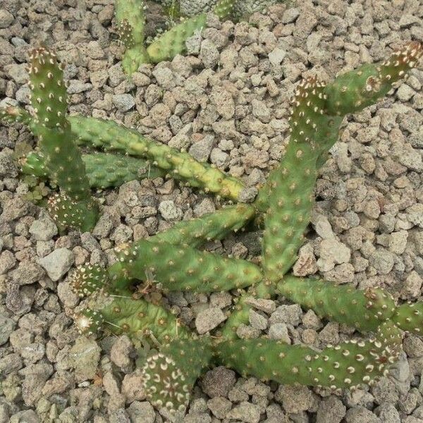 Opuntia polyacantha Ліст