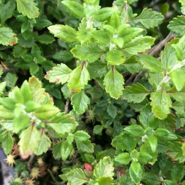 Teucrium lucidum Hostoa