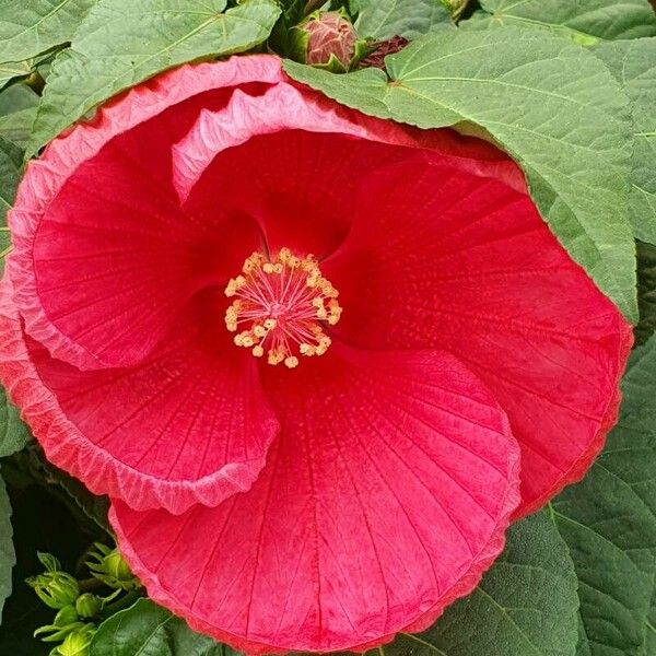 Hibiscus moscheutos फूल