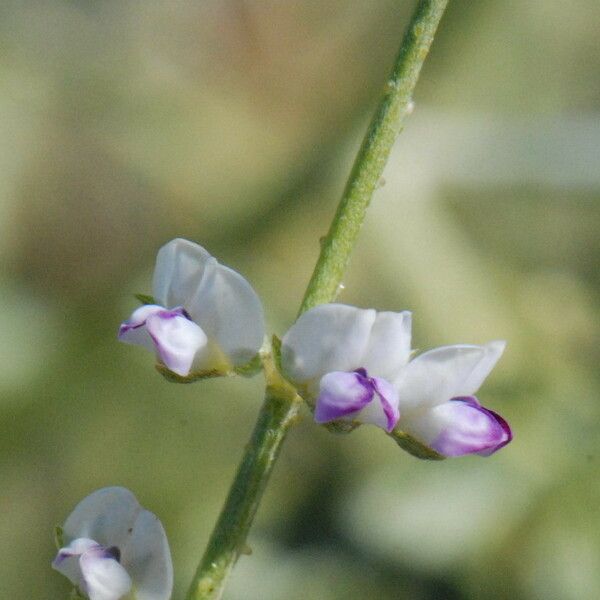 Cullen plicatum Flower