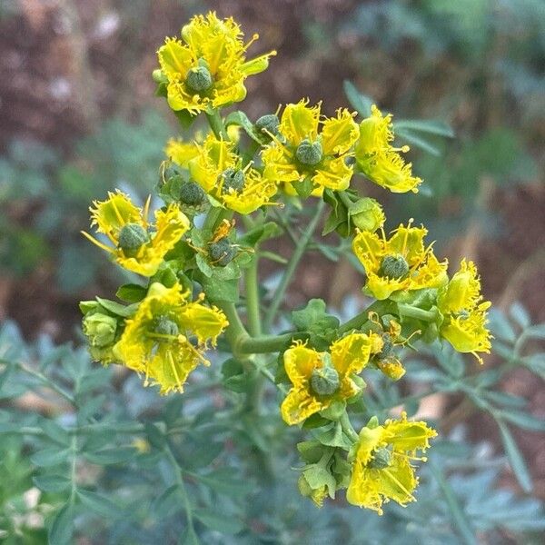 Ruta chalepensis Квітка