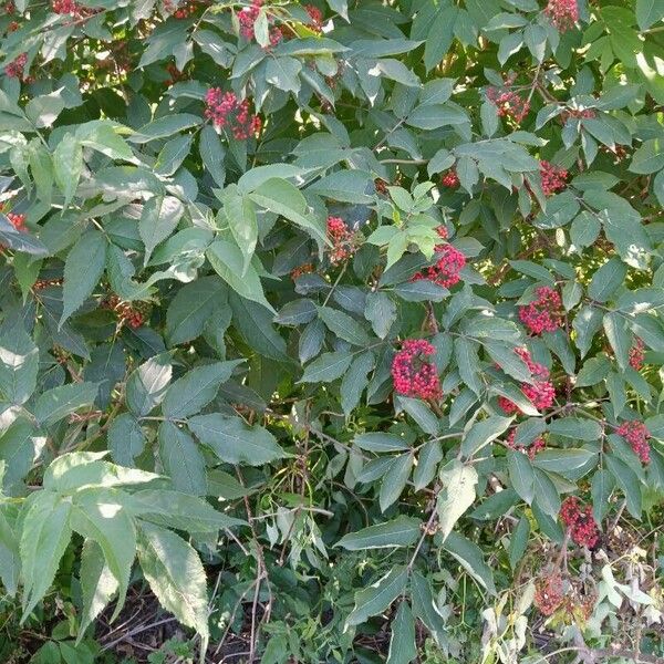 Sambucus racemosa Liść