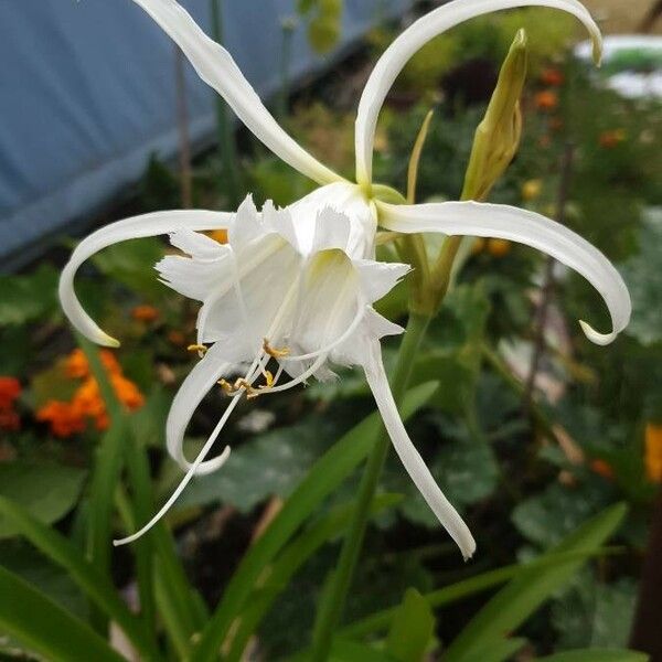 Hymenocallis liriosme Цвят