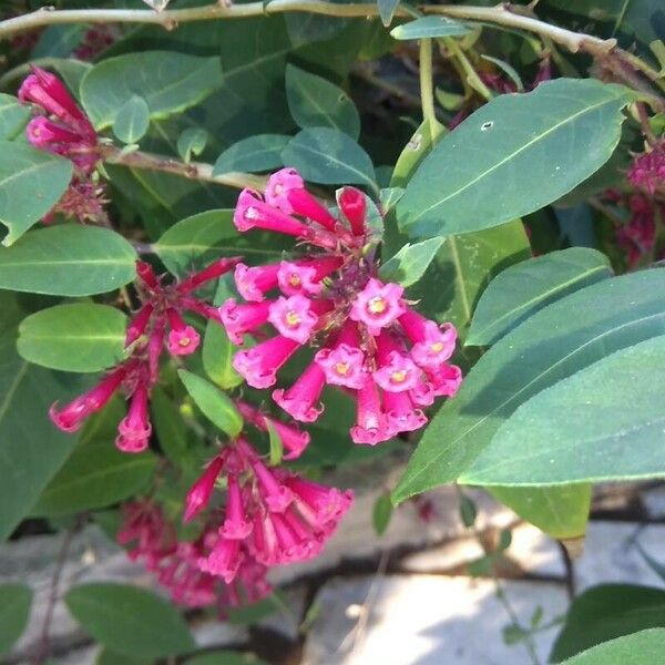 Cestrum elegans Flower