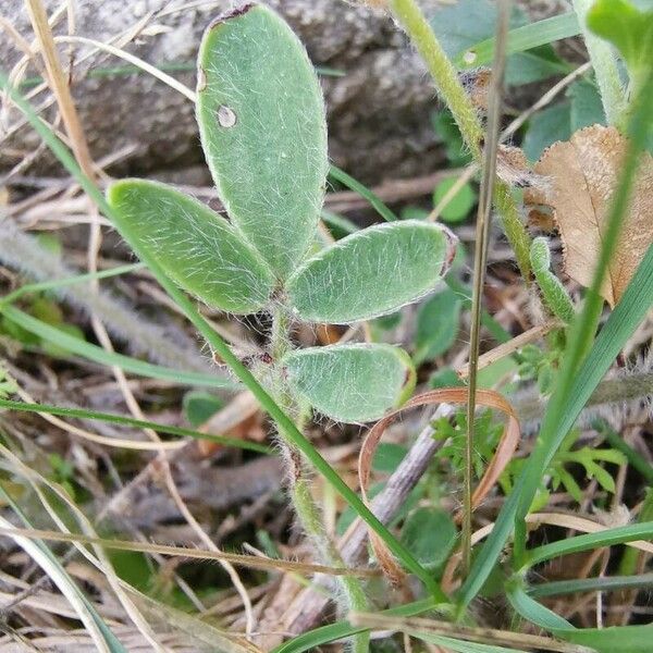 Anthyllis vulneraria ഇല