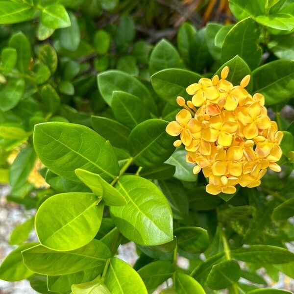 Ixora chinensis Flower