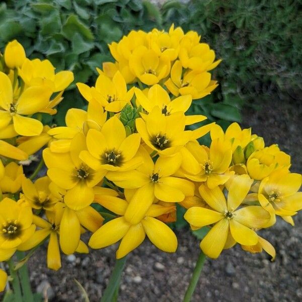 Ornithogalum dubium Flor