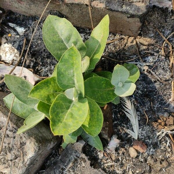 Calotropis gigantea Folha