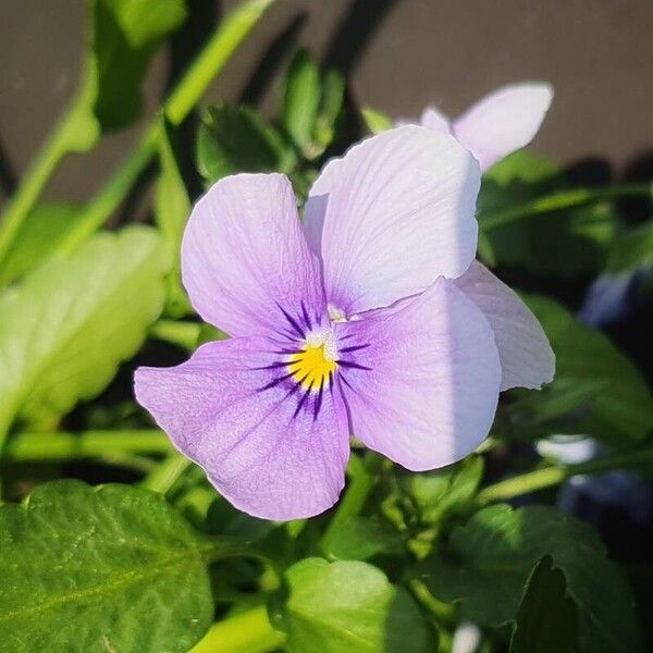 Viola cornuta Õis