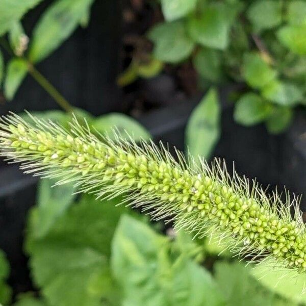 Setaria viridis Flower