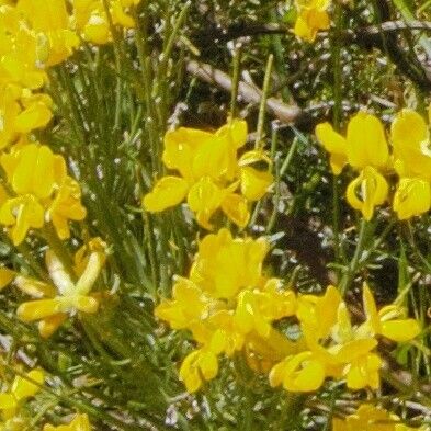 Genista radiata Flower