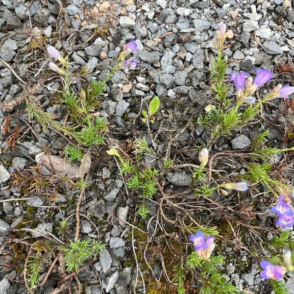 Penstemon linarioides অভ্যাস