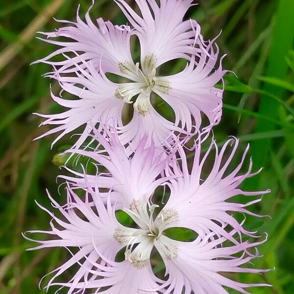 Dianthus hyssopifolius Çiçek