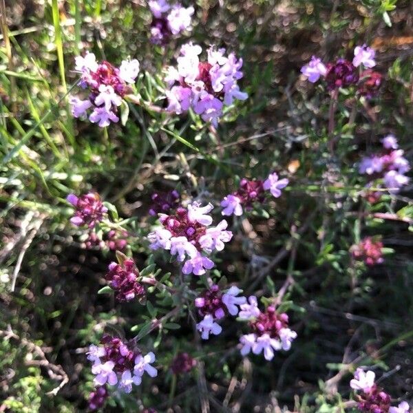 Thymus vulgaris Květ